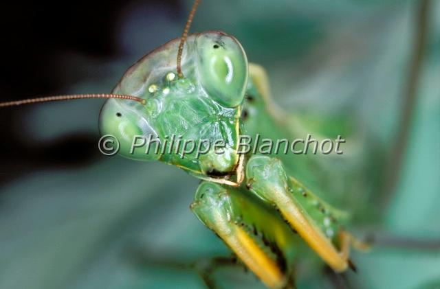 mante religieuse.JPG - in "Tête à tête avec les insectes" ed. Seuil JeunesseMantis religiosa (Portrait)Mante religieusePraying mantisDictyoptera, MantidaeFrance